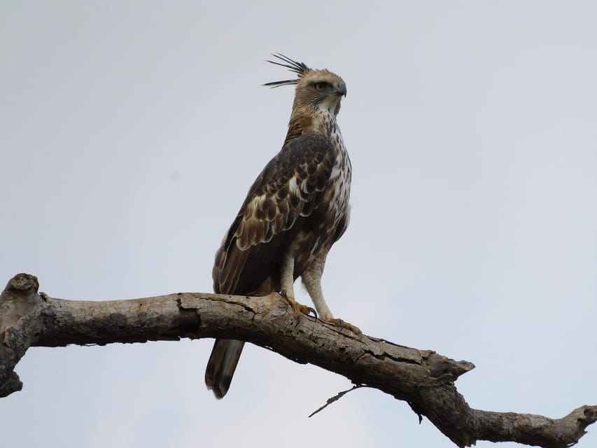 Udawalawe Safari and Elephants Orphange Tour From Hambantota - Luxurious Safari Jeeps