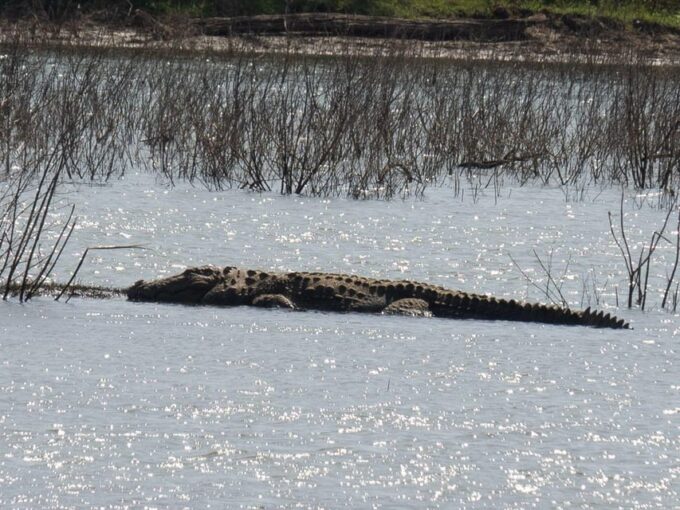 Udawalawe Safari | PRIVATE TOUR 🐘 - Explore Stunning Landscapes