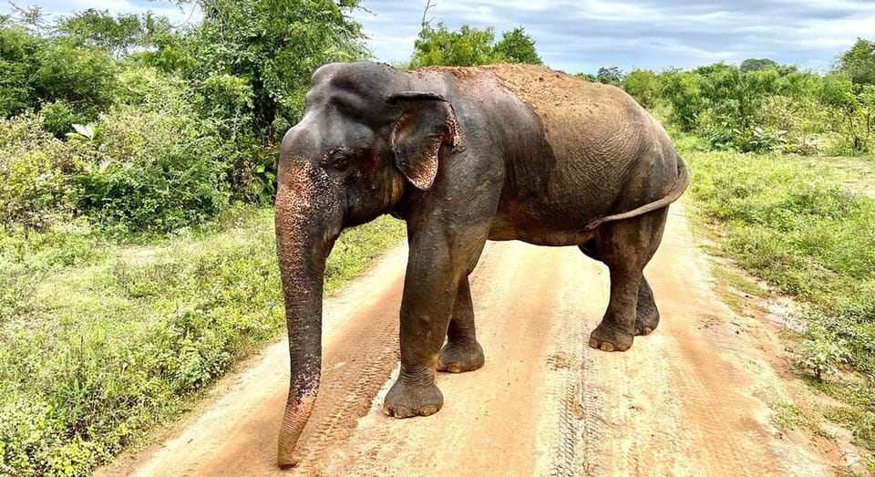 Udawalawe Safari With Vishal - Pickup and Drop-off Locations