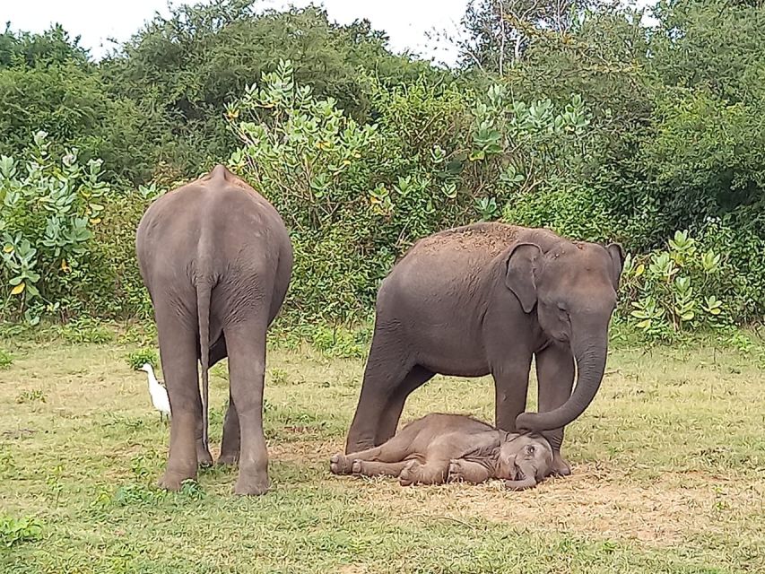 Udawalawe Wild Safari Tours | 10 Hours Safari - Booking and Cancellation