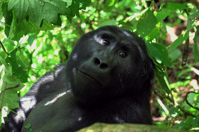 Uganda Gorillas and Game Safari - 10 Days - Departure and Airport Transfer