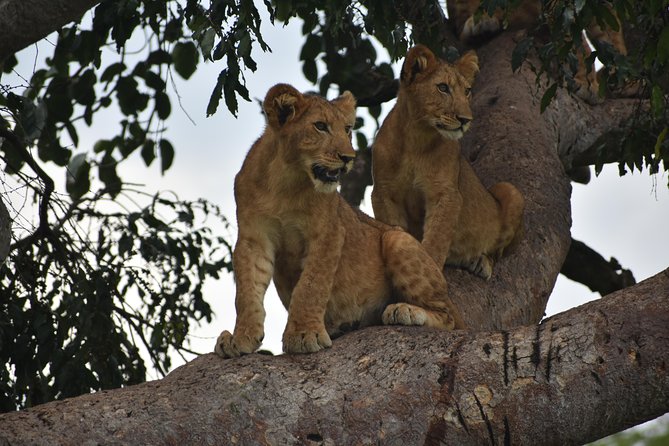Uganda Wildlife & Activity Holiday - 15 Days - Traveler Reviews