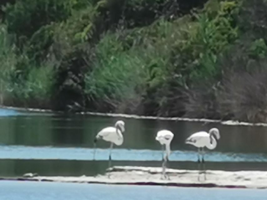 Valencia: Albufera Natural Park Bike and Boat Tour - Swimming Opportunities