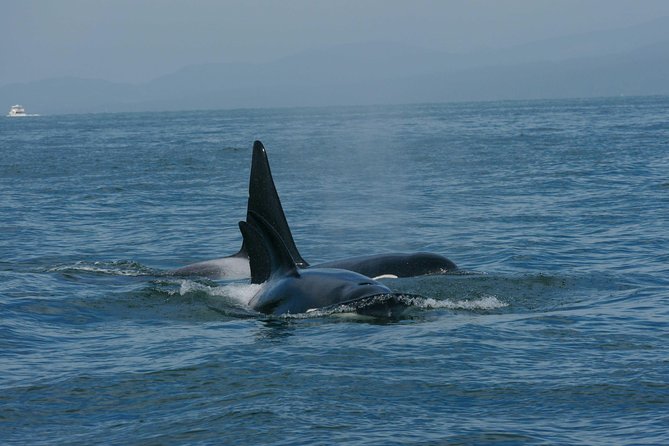 Vancouver Whale Watching Safari - Wildlife Sightings