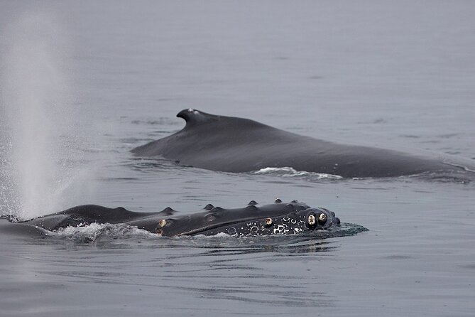 Victoria Shore Excursion: Whale-Watching Cruise With Expert Naturalist Guides - Naturalist Guides and Insights