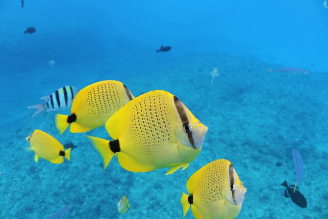 Waikiki Turtle Canyon Snorkeling With Lunch and Hula Show - What to Expect Onboard