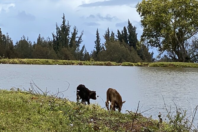 Waipi'o on Horseback: Mountain to Ocean Working Cattle Ranch - Scenic Highlights and Views