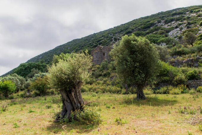 Walk Among the Olive Trees (Private Group Experience) - Scenic Olive Groves