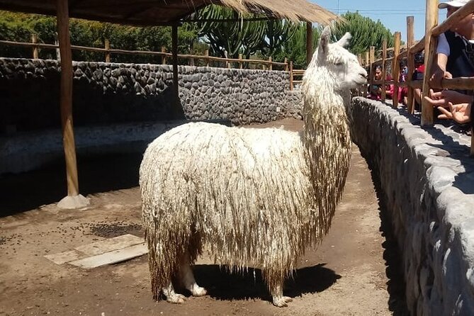 Walking Tour Through the Historic Center of Arequipa - Accessibility and Participation