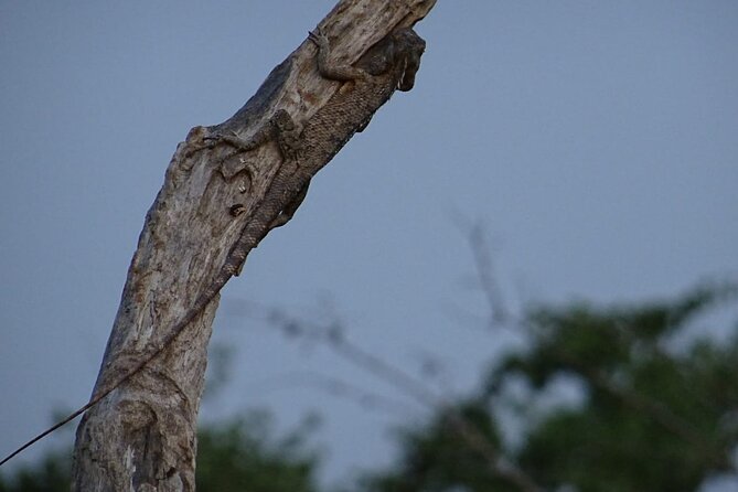 Wasgamuwa National Park Safari | Jeep With Tickets - What to Expect on Safari