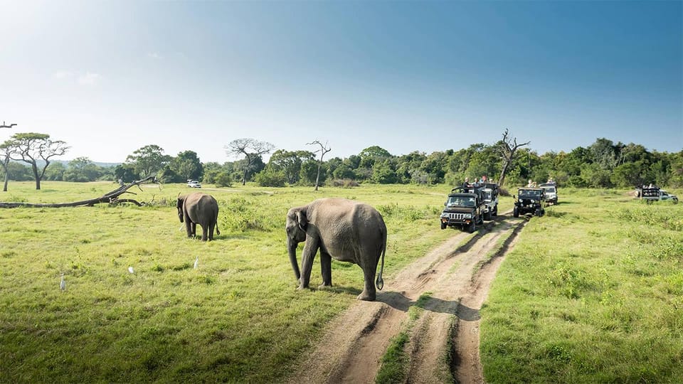 Wasgamuwa National Park Safari (Private Jeep) - Park Entry Payment