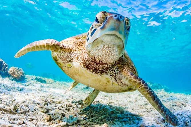 Watamu Marine Park & Sudi Island Mangrove Forest Canoe Ride.With Sea Food Lunch - Traveler Reviews