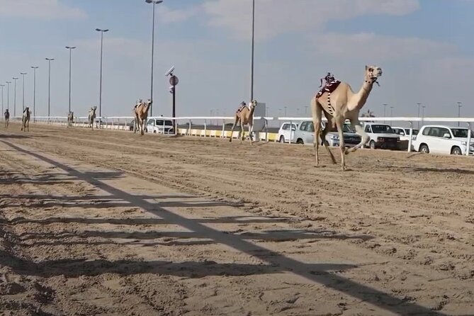 West Of Qatar, Mushroom Rocks, Camel Racing Track, Richard Serra - Feedback From Previous Travelers