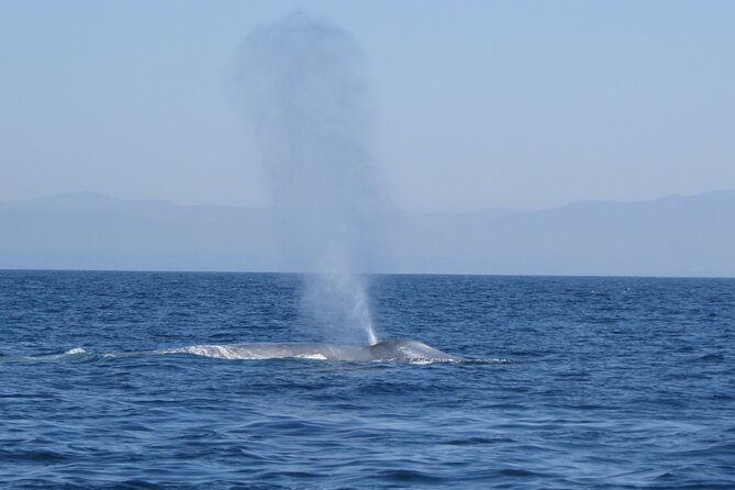 Whale and Dolphin Watching in San Diego - Traveler Reviews and Recommendations
