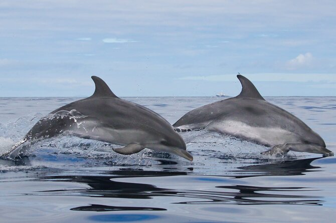 Whale and Dolphin Watching in Terceira Island Review - Exploring Terceira Island Beyond the Tour