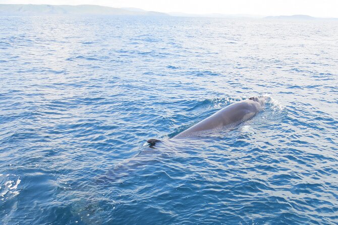 Whale & Dolphin Watching Tour - Tour Highlights and Inclusions