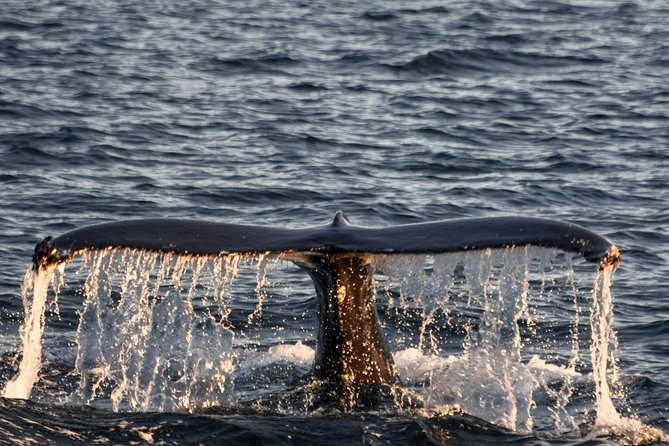 Whale Watching From the Heart of Akureyri - Educational Aspects of the Tour