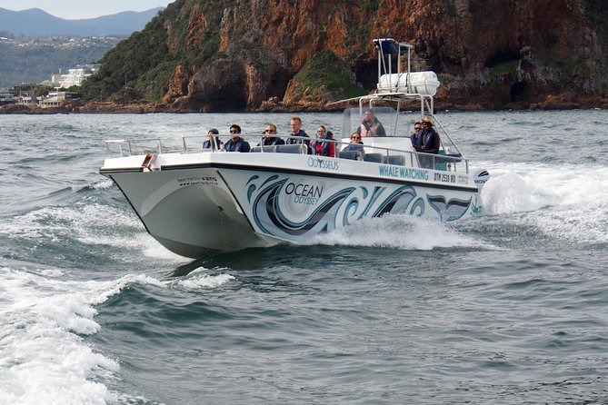 Whale Watching Knysna - Close Encounter Experience Ocean Odyssey - Marine Life Encountered