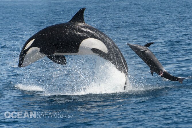 Whale Watching Monterey Bay Semi-Private Limited to 6 People Max - What to Expect
