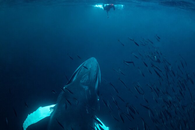 Whale Watching RIB Experience (Without Transfer Tromso-Skjervoy) - Ratings and Reviews