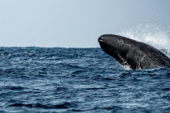Whales and Dolphins Watching Mirissa - Pricing Details