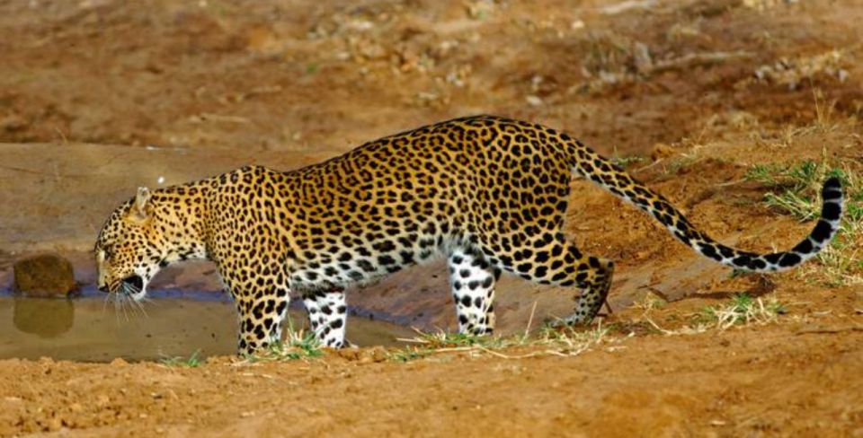 Wildlife and Adventure Expedition Across Sri Lanka in 8 Days - Adventure Activities