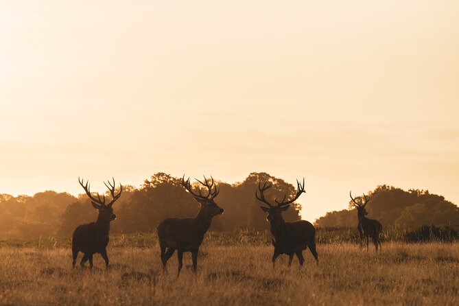 Wildlife Photography Workshop in Richmond Park in London - Tips for Wildlife Photography
