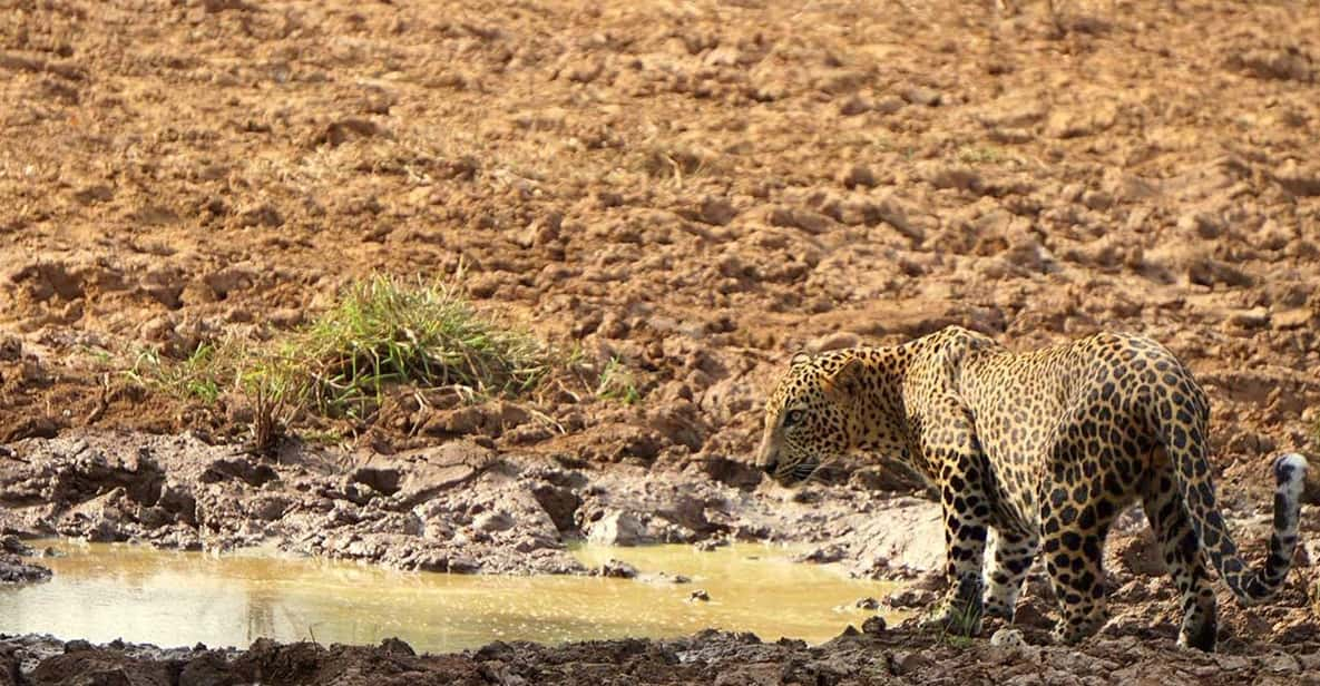 Wilpattu National Park : Full Day Safari (06:00am - 18:00pm) - Park Entry Ticket Information