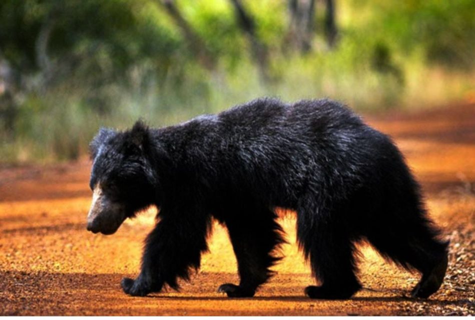 Wilpattu National Park: Morning or Evening Leopard Safari - Frequently Asked Questions