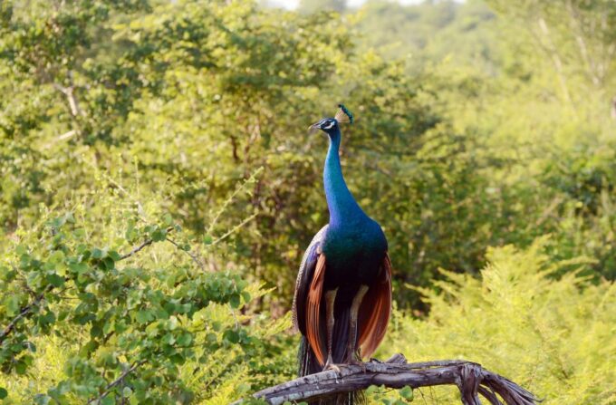 Wilpattu National Park Safari Tour From Dambulla - What to Bring
