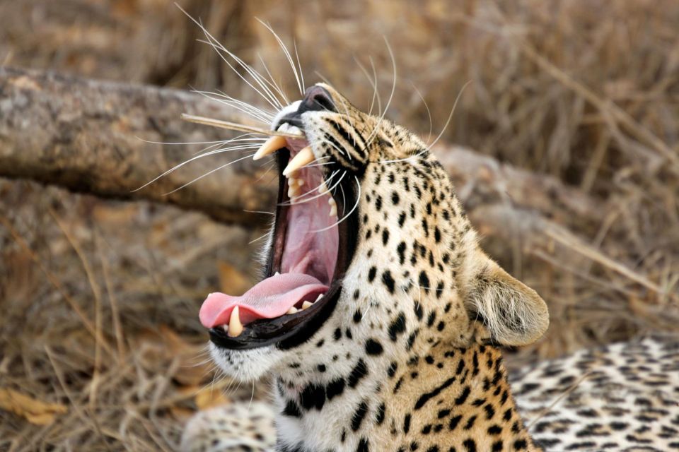 Wilpattu National Park Safari Tour - Leopard Spotting