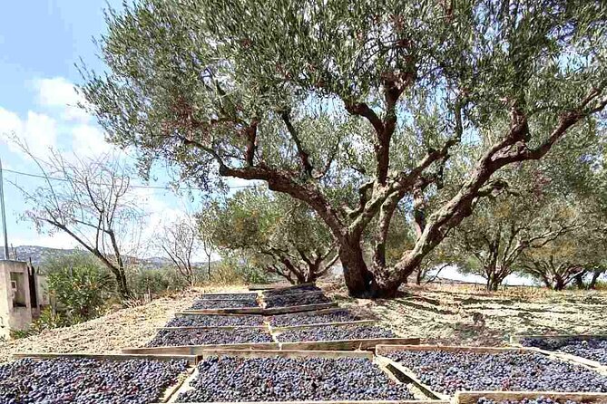 Wine at Stylianou Winery: An Exquisite Tasting Experience - Luxury Wine Tasting