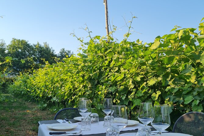 Wine & Oil Tasting Experience - Tasting Experience