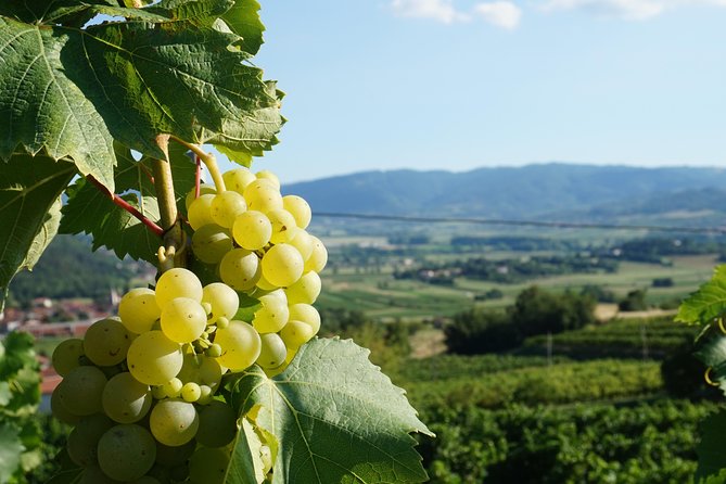 Wine Tourism Half Day Tour - Pickup and Drop-off