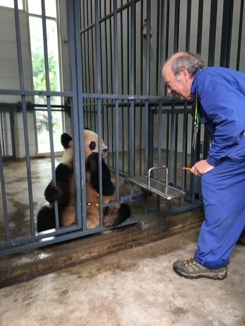 Wolong:Volunteer Work in Panda Park - Panda Keeper Experience