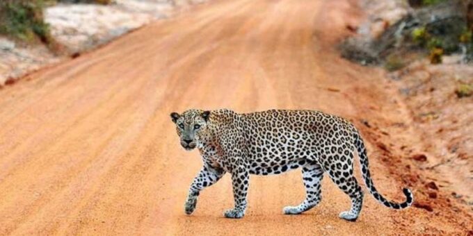 Yala: 1 Day Leopard Safari With Picnic Lunch From Hambantota - Wildlife Encounters