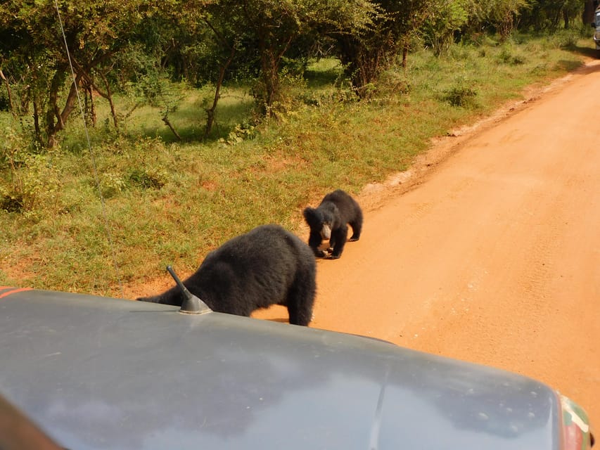 Yala FULL DAY Safari: (12 Hours) Tour With Breakfast & Lunch - Safari Jeep and Expert Guiding