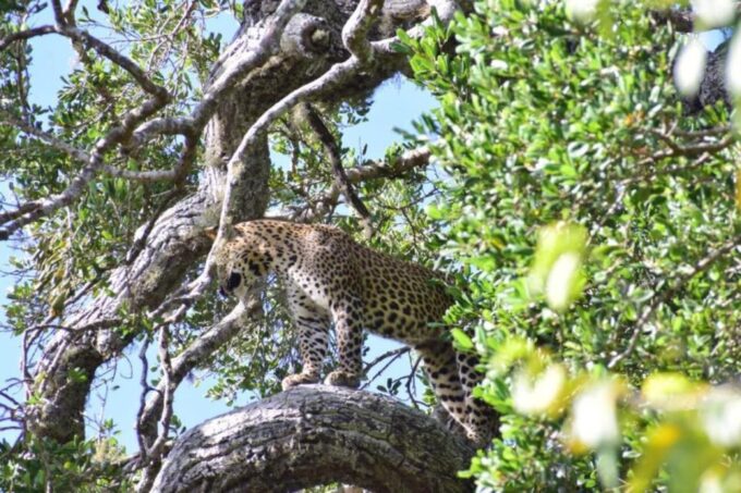 Yala National Park Budget Safari - Customer Reviews