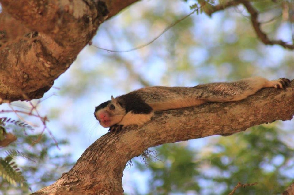 YALA National Park - Full Day Safari With Lunch & Breakfast - Pickup and Drop-off Locations