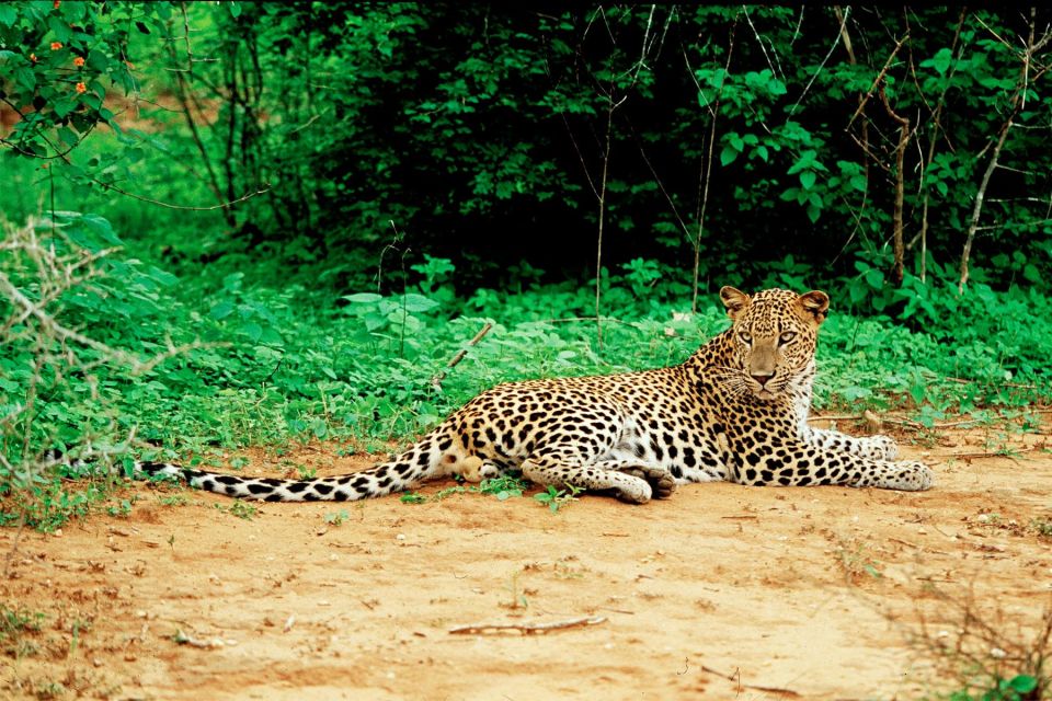 Yala National Park: Leopard Safari Day Tour From Colombo - Wildlife Viewing