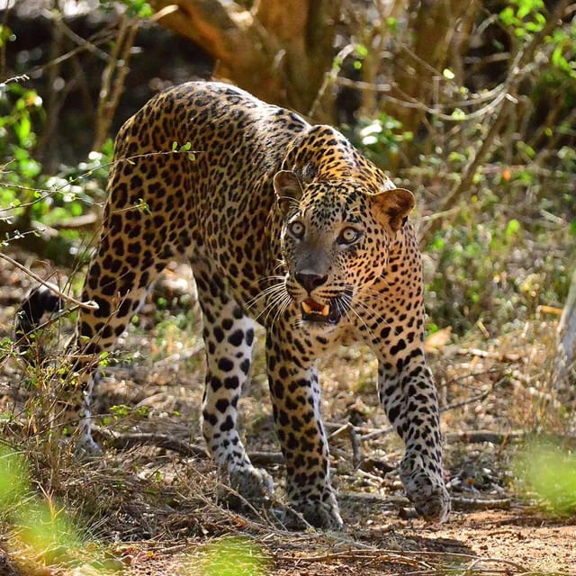 Yala National Park : Morning Afternoon Adventure Safari - Pickup and Drop-off Locations