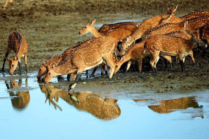 Yala National Park: Morning or Afternoon Game Drive - Participant Guidelines