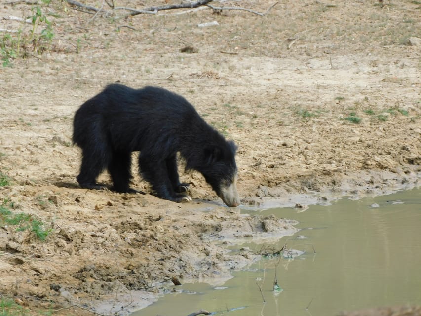 Yala National Park Morning Safari: 7 Hours Tour - Inclusions and Exclusions