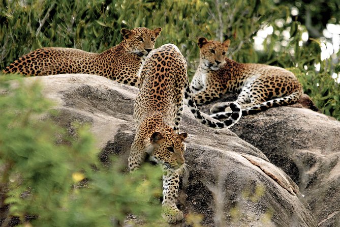 Yala National Park Safari From Hambantota Seaport - Customer Feedback and Reviews