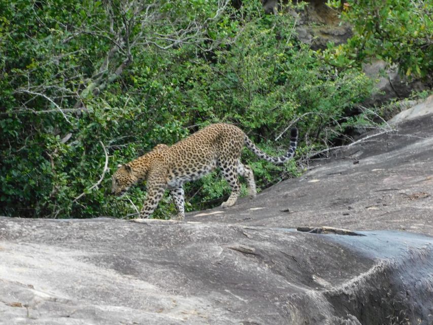 Yala National Park Safari Tours: Half Day and Full Day - Booking and Reservation