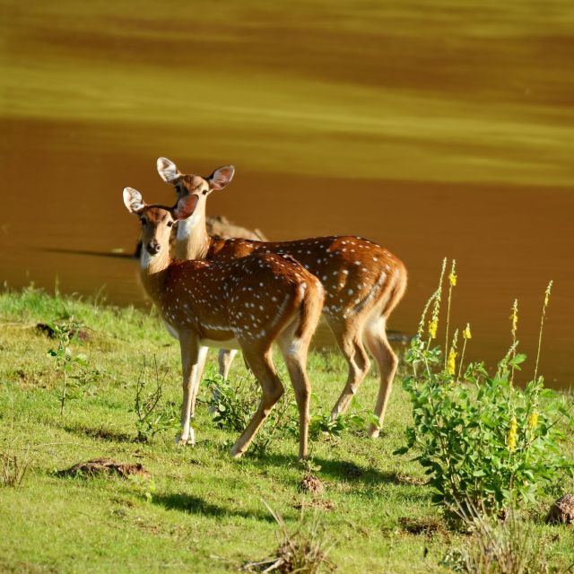 Yala National Park Wildlife Safari From Kaluthara - Landscapes and Environments