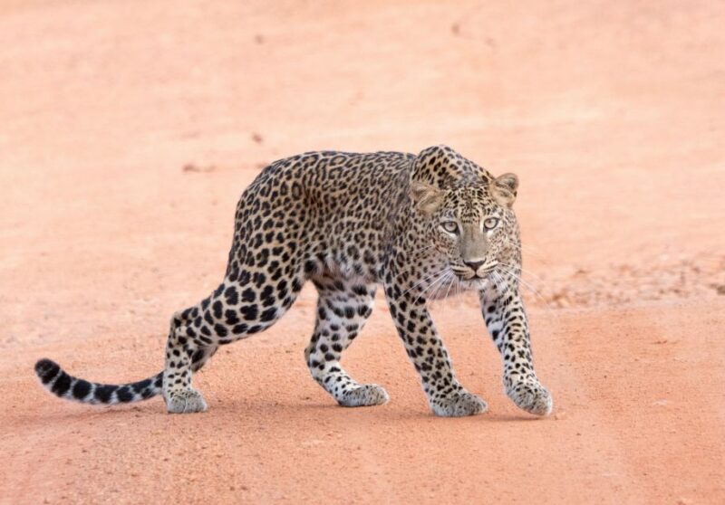 Yala Safari Tour From Hambantota Port Area (Shore Excursion) - Inclusions and Amenities