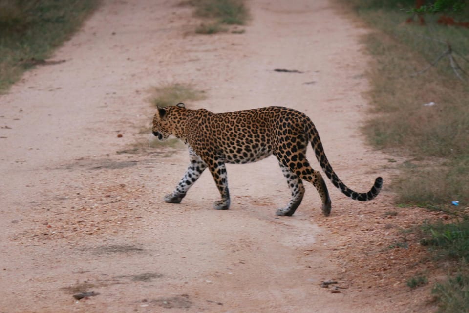 Yala Safari Tour From Hambantota Port - Safari Jeep and Guides