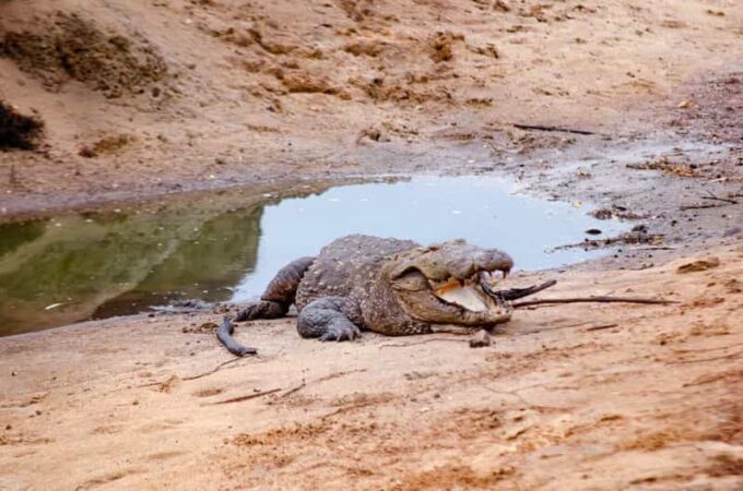 Yala Safari With Jeep & Entrance Tickets From Colombo - Restrictions