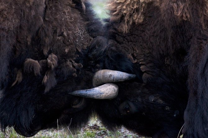 Yellowstone National Park Private Tour - What to Expect
